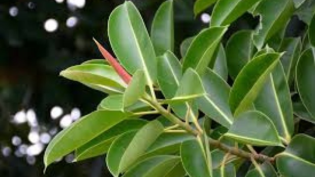 Gomero (Ficus elastica): Guia de cuidados